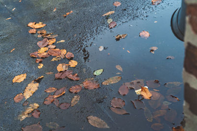High angle view of leaves fallen on wet street
