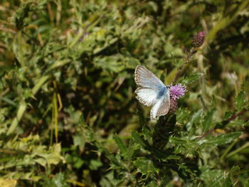 Close-up of butterfly on leaf