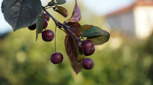 Close-up of berries growing on tree