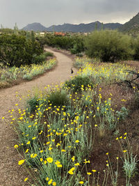 Scenic view of flowering plants on field against sky