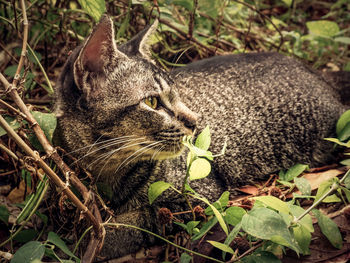 Close-up of a cat lying on land