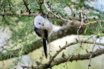 Close-up of a bird on branch