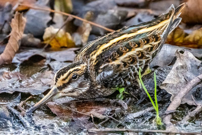 wildlife