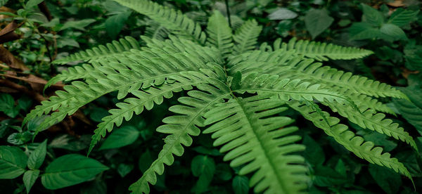 High angle view of fern leaves on tree