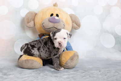 Close-up of stuffed toy at home