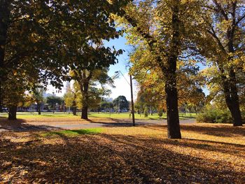 Trees on field during autumn