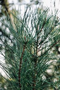 Close-up of pine tree