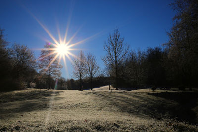 Sun shining over trees