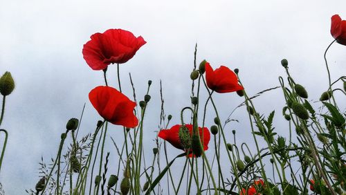 Close-up of red poppy flowers against sky