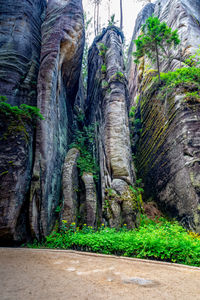 View of trees on land