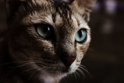 Close-up portrait of cat