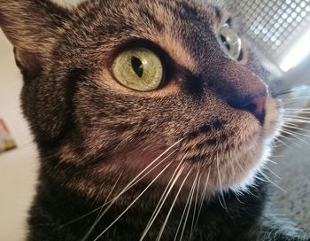 Close-up portrait of cat