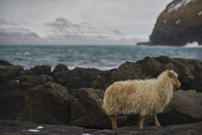 Sheep on beach