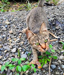 High angle view of cat on rock