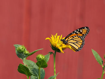 Close-up of butterfly pollinating on flower