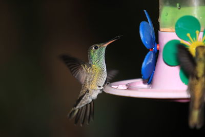 Close-up of bird flying