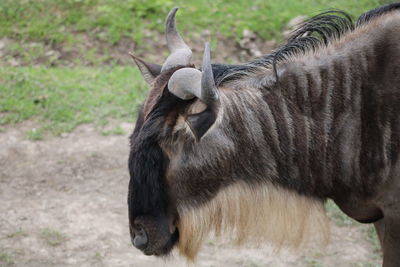 Close-up of a horse on field