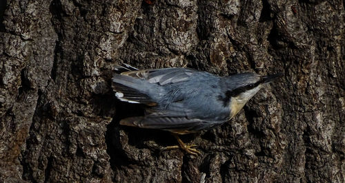 Close-up of bird perching on tree trunk