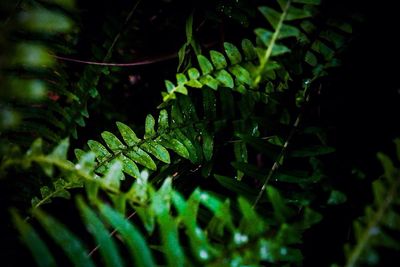 Close-up of wet leaves