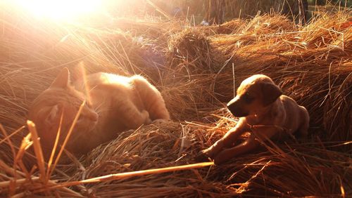 Two dogs relaxing on hay
