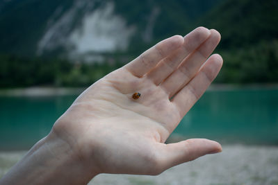 Close-up of hand holding ladybird