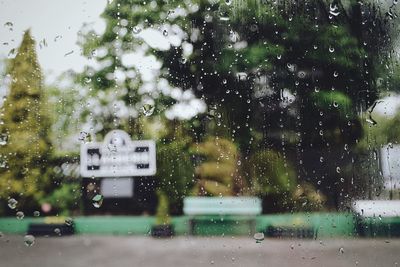 Close-up of wet trees in rainy season