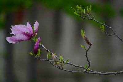 Close-up of pink flowering plant