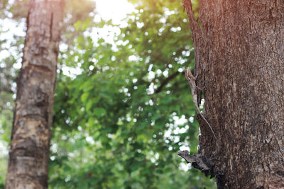 Close-up of tree trunk in forest