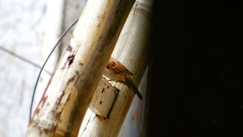 High angle view of wood on wall