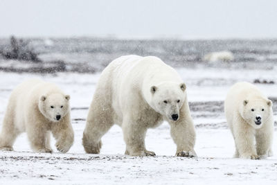 Polar bear walking with young ones during snowfall