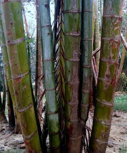 Full frame shot of bamboo tree trunk in forest