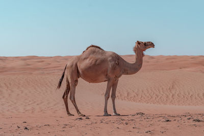 Camels standing at desert against clear sky