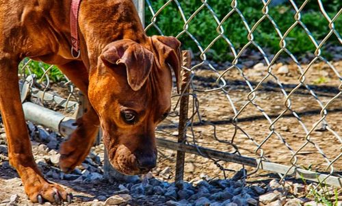 Dog looking at fence