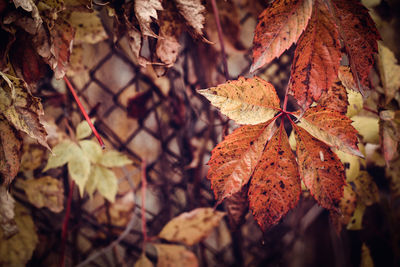 Yellow and red autumn leaves. beautiful background