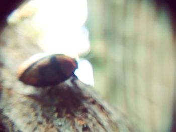 Close-up of plant against blurred background