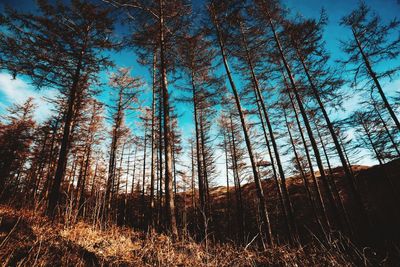 Low angle view of trees in forest