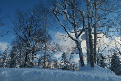 Bare trees on snow covered field against sky