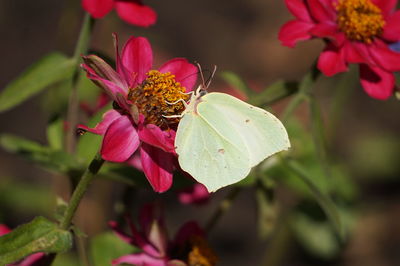 Close-up of insect on pink flowering plant