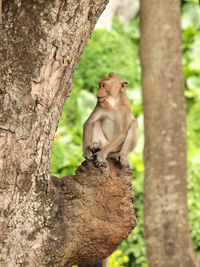 Lion sitting on tree trunk