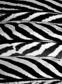 Full frame shot of zebra