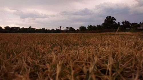 Scenic view of agricultural field against sky