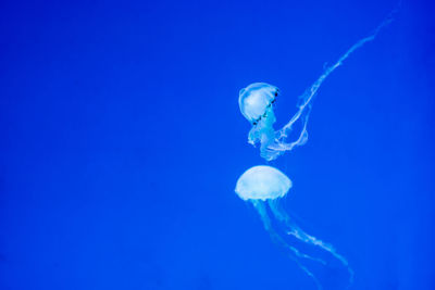 Jellyfish in sea