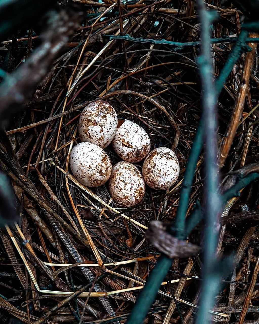 HIGH ANGLE VIEW OF BIRD NEST ON PLANT