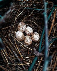 High angle view of bird in nest