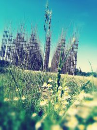 Close-up of plants growing on field against sky