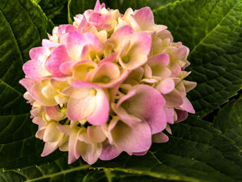 Close-up of pink flowering plant