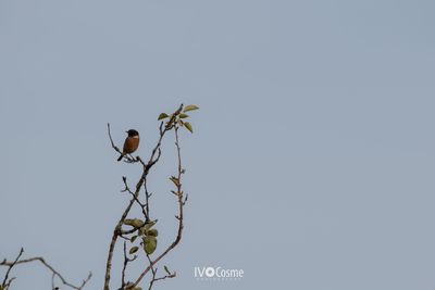 Low angle view of bird perching on plant against clear sky