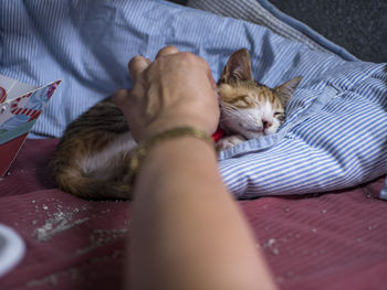 Close-up of cat sleeping on bed