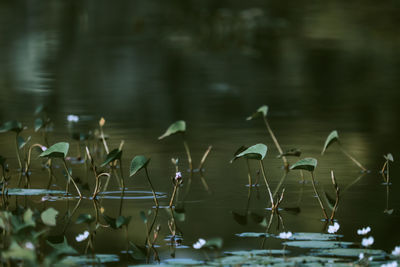 View of birds in lake