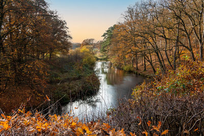 Plants growing by river in forest during autumn